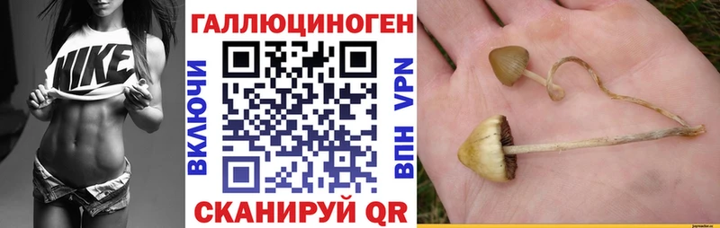 Галлюциногенные грибы Psilocybe Чегем
